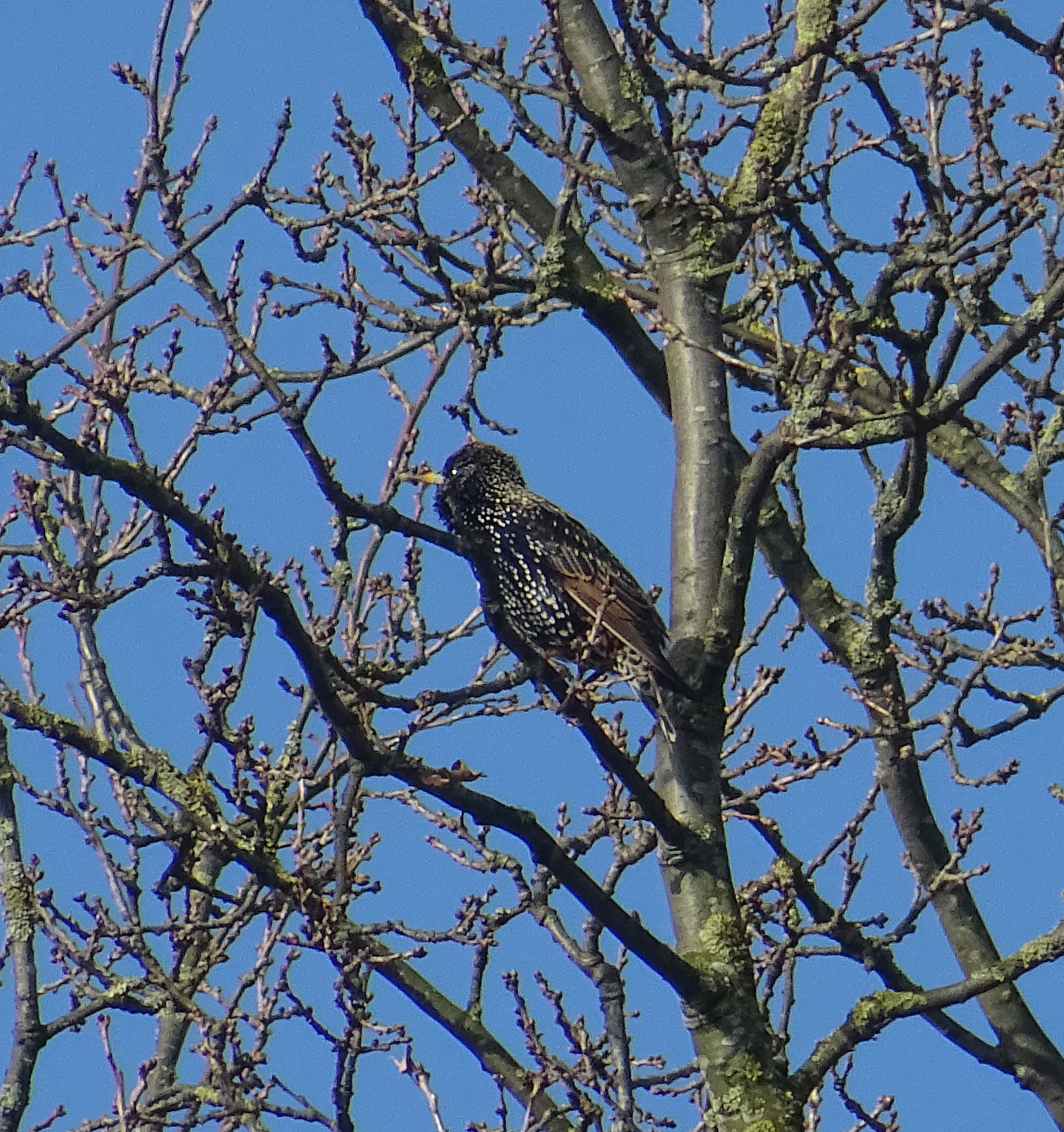 Is dit een soort specht?